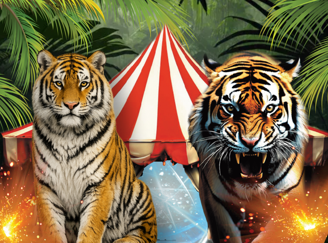 Шоу бенгальских тигров в Цирке в Автово со скидкой 30%