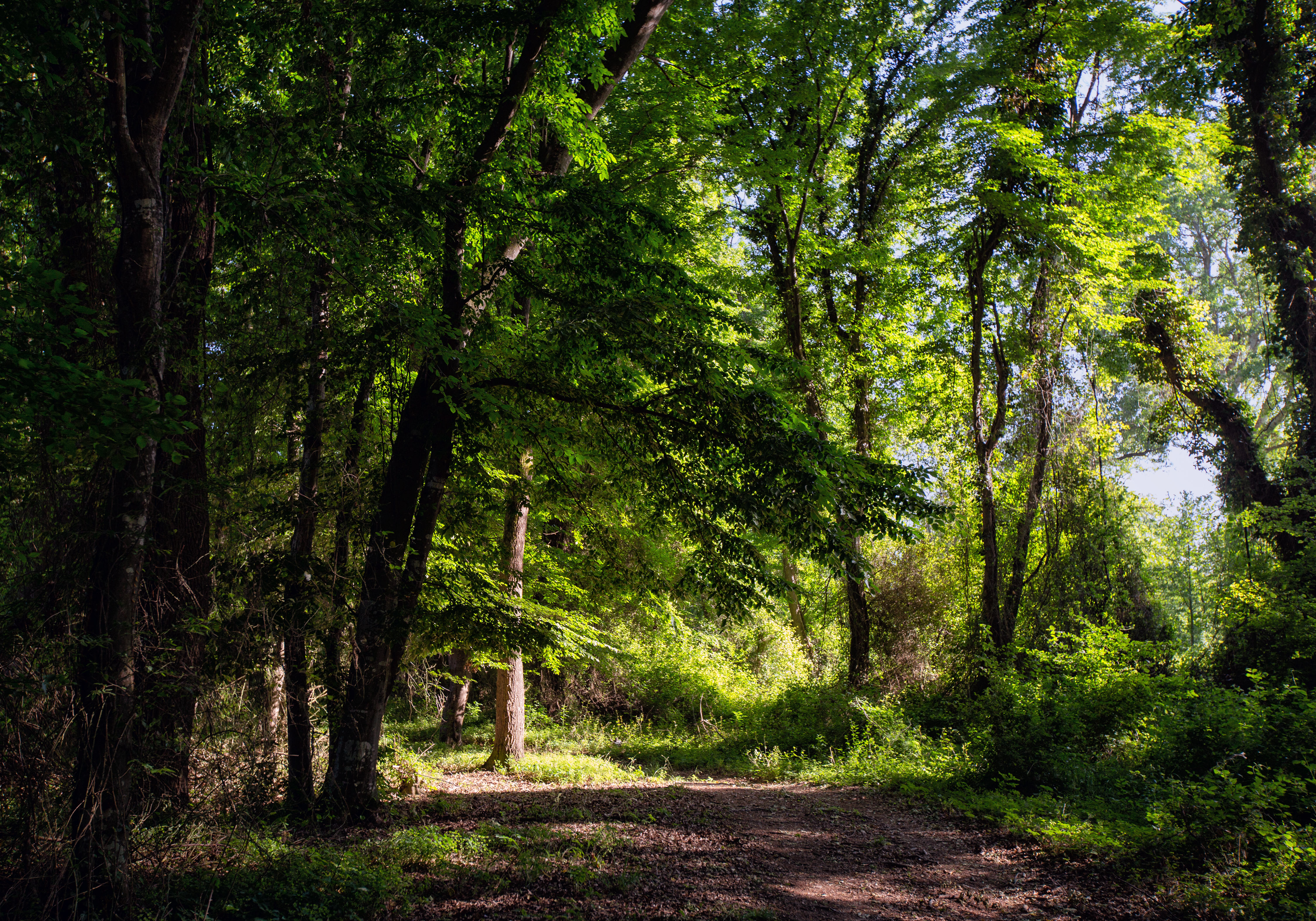 Экскурсия в Самурский лес