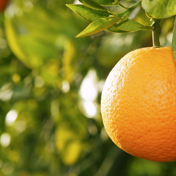 Экскурсия «Сбор мандаринов и грузинское застолье» со скидкой 20%