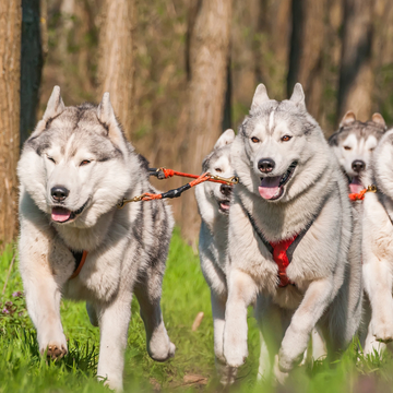 Тур на собачьей упряжке на дистанцию 5 км со скидкой 20%