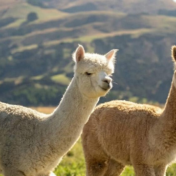 Автобусная экскурсия «Ферма альпак»