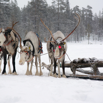 Экскурсия «Саамские мотивы» Экскурсия «Саамские мотивы» со скидкой 20%