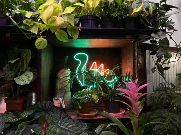 Ботанический сад Петербурга и другие оранжереи: что цветёт, цены