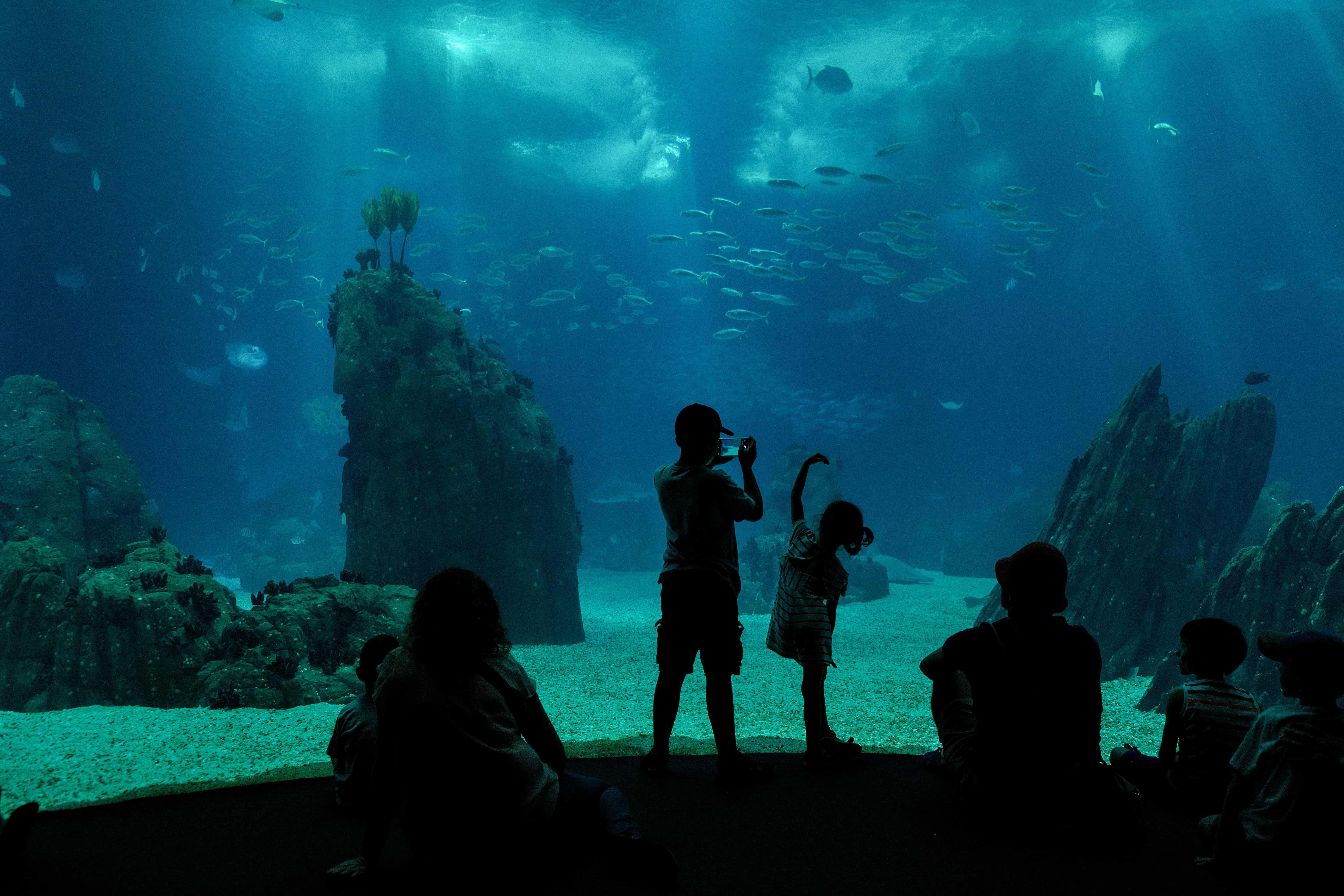 Океанариум Sochi Discovery World Aquarium: что посмотреть, как добраться,  билеты