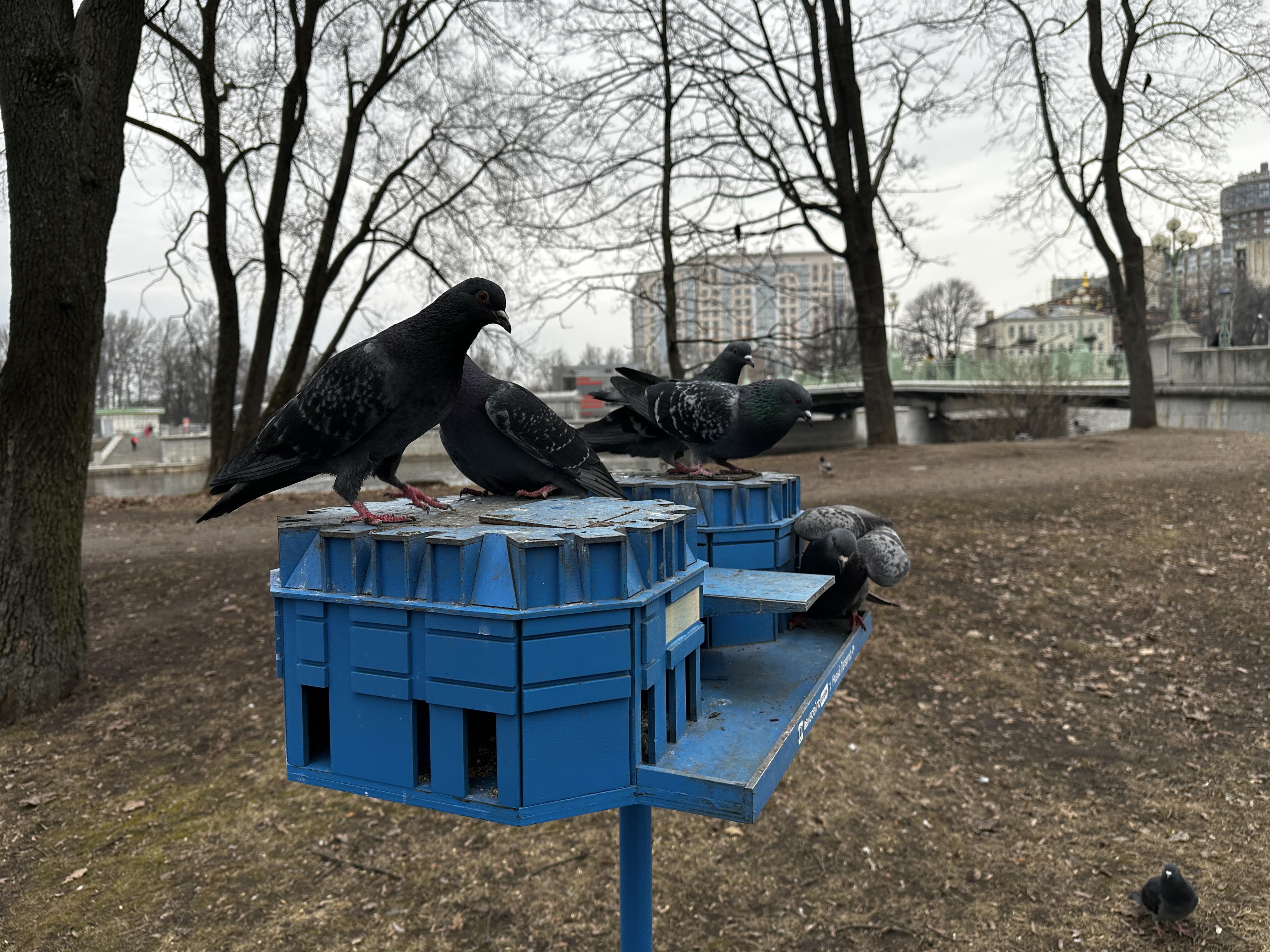 На Елагином острове появились скворечники в форме отелей