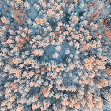 Аудиоэкскурсия по Линдуловской роще