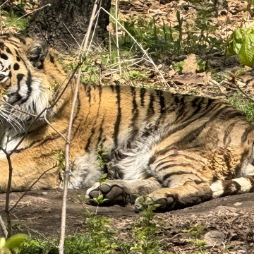 Экскурсия в Сафари-парк с остановками у пляжа Шамора и бухты Стеклянная