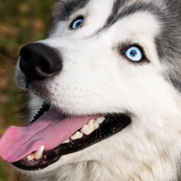 Дог-трекинг по маршруту «Качинские столбы» Дог-трекинг по маршруту «Качинские столбы» со скидкой 20%