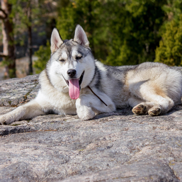 Однодневный тур «Знакомство с Карелией: хаски, олени, водопады и мраморный каньон Рускеала» Однодневный тур «Знакомство с Карелией: хаски, олени, водопады и мраморный каньон Рускеала» со скидкой 28%