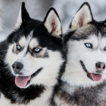 Индивидуальная экскурсия «Карельский Дед Мороз, хаски и олени» Индивидуальная экскурсия «Карельский Дед Мороз, хаски и олени» со скидкой 25%