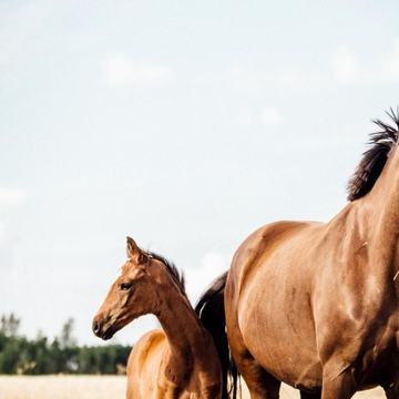 Конная прогулка с инструктажем в Адлере Конная прогулка с инструктажем в Адлере со скидкой 20%