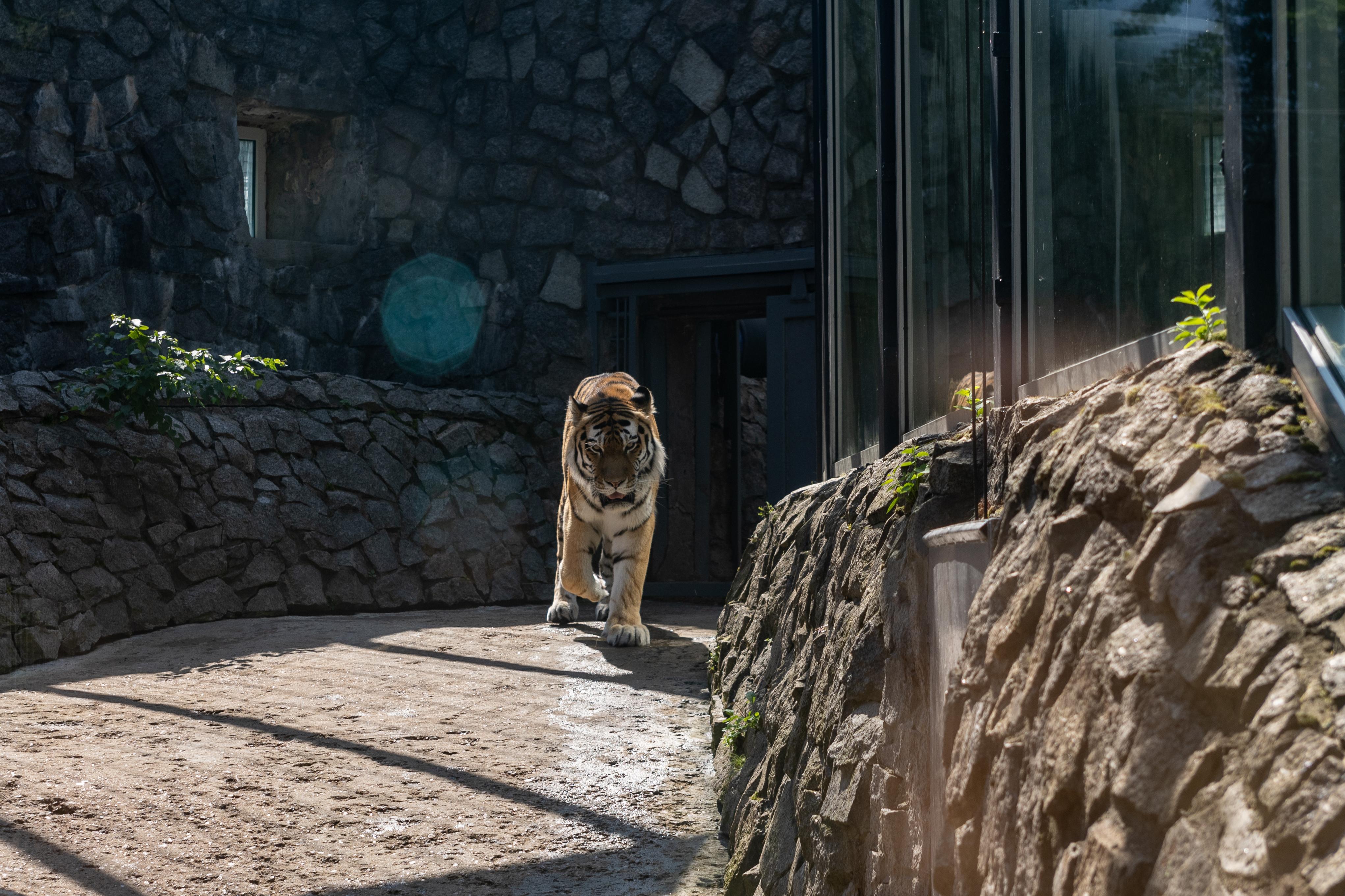 Ленинградский зоопарк: билеты со скидкой в ноябре 2025