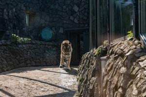 Ленинградский зоопарк: билеты со скидкой в ноябре 2025