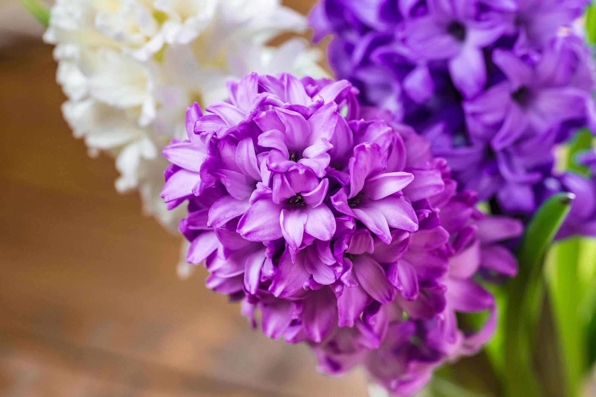 В Царицыно пройдет фестиваль тюльпанов, гиацинтов и крокусов