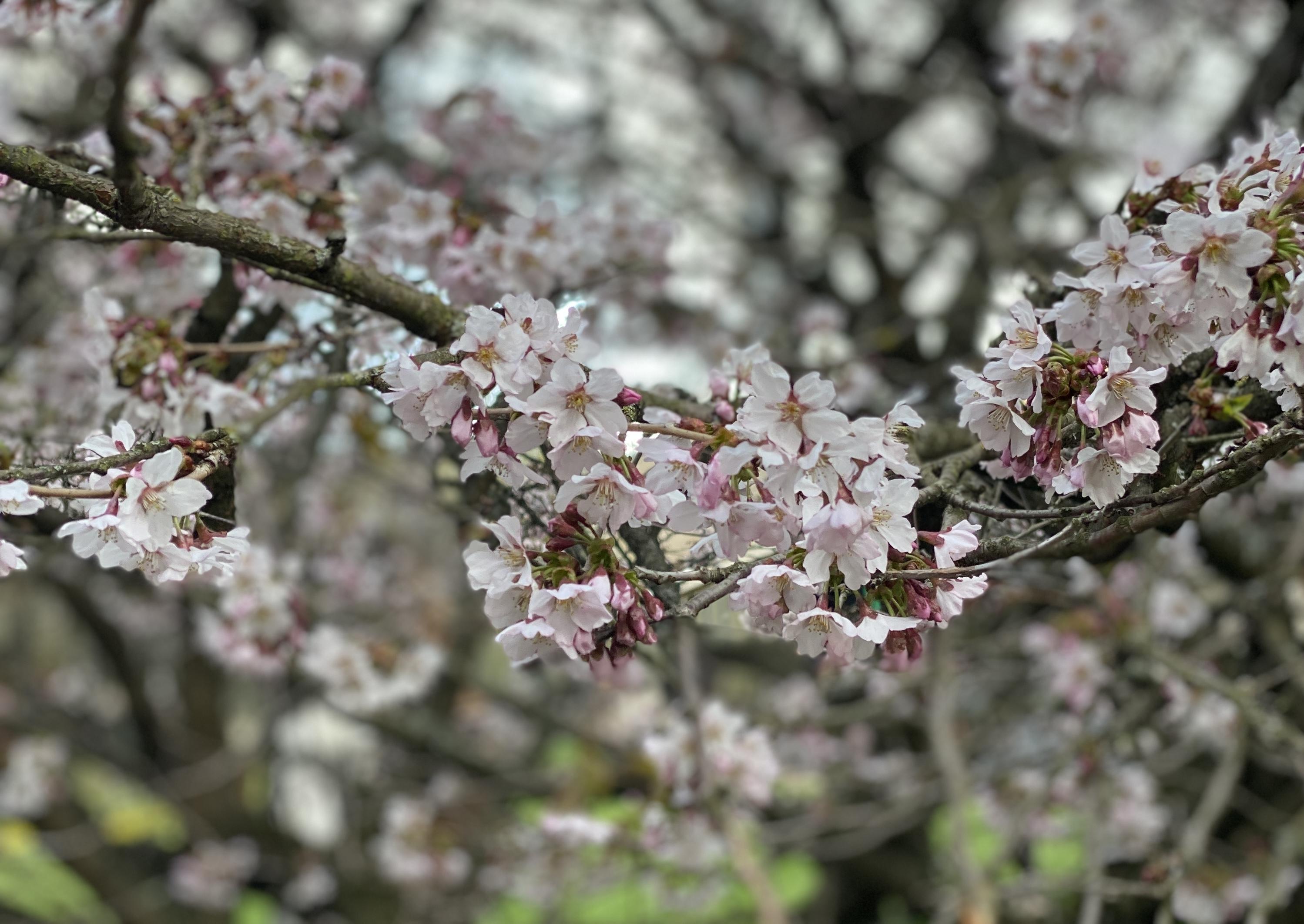 Сакура в Москве: где посмотреть на цветение вишни в 2026