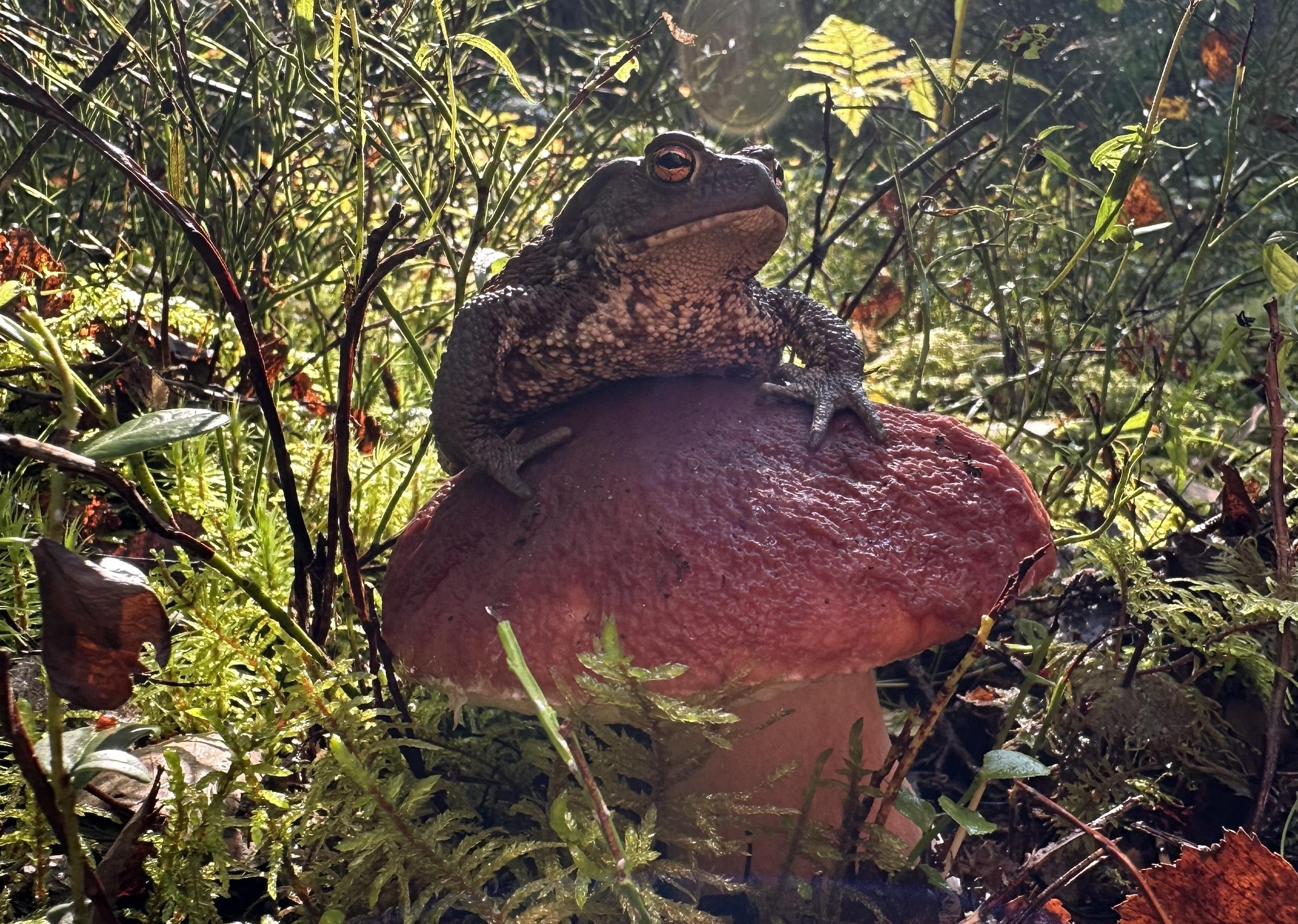 «Дорогу амфибиям!»: открыт поиск волонтеров для спасения жаб