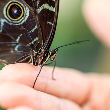 Посещение парка бабочек со скидкой 40%