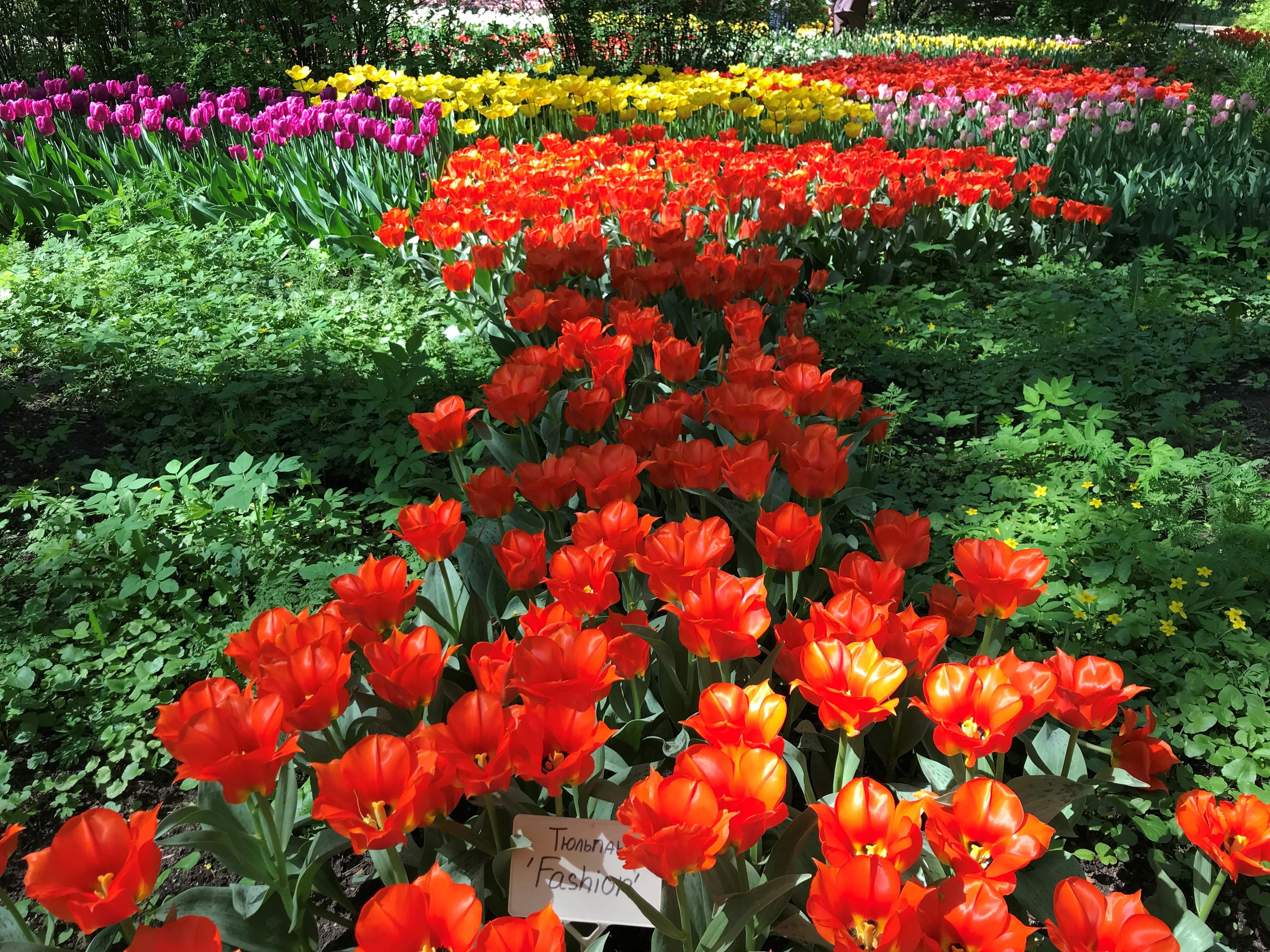 В Ботаническом саду Петербурга пройдёт фестиваль «Оттепель чувств»