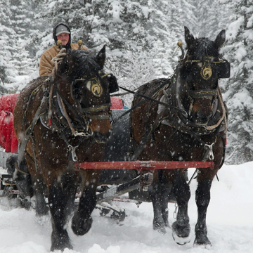 Катание на санях со скидкой 50%