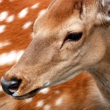 Экскурсия на Ивановскую экоферму и Моховые горы Экскурсия на Ивановскую экоферму и Моховые горы