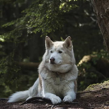 Однодневный тур «Карельские хаски и мраморный мир» Однодневный тур «Карельские хаски и мраморный мир» со скидкой до 28%