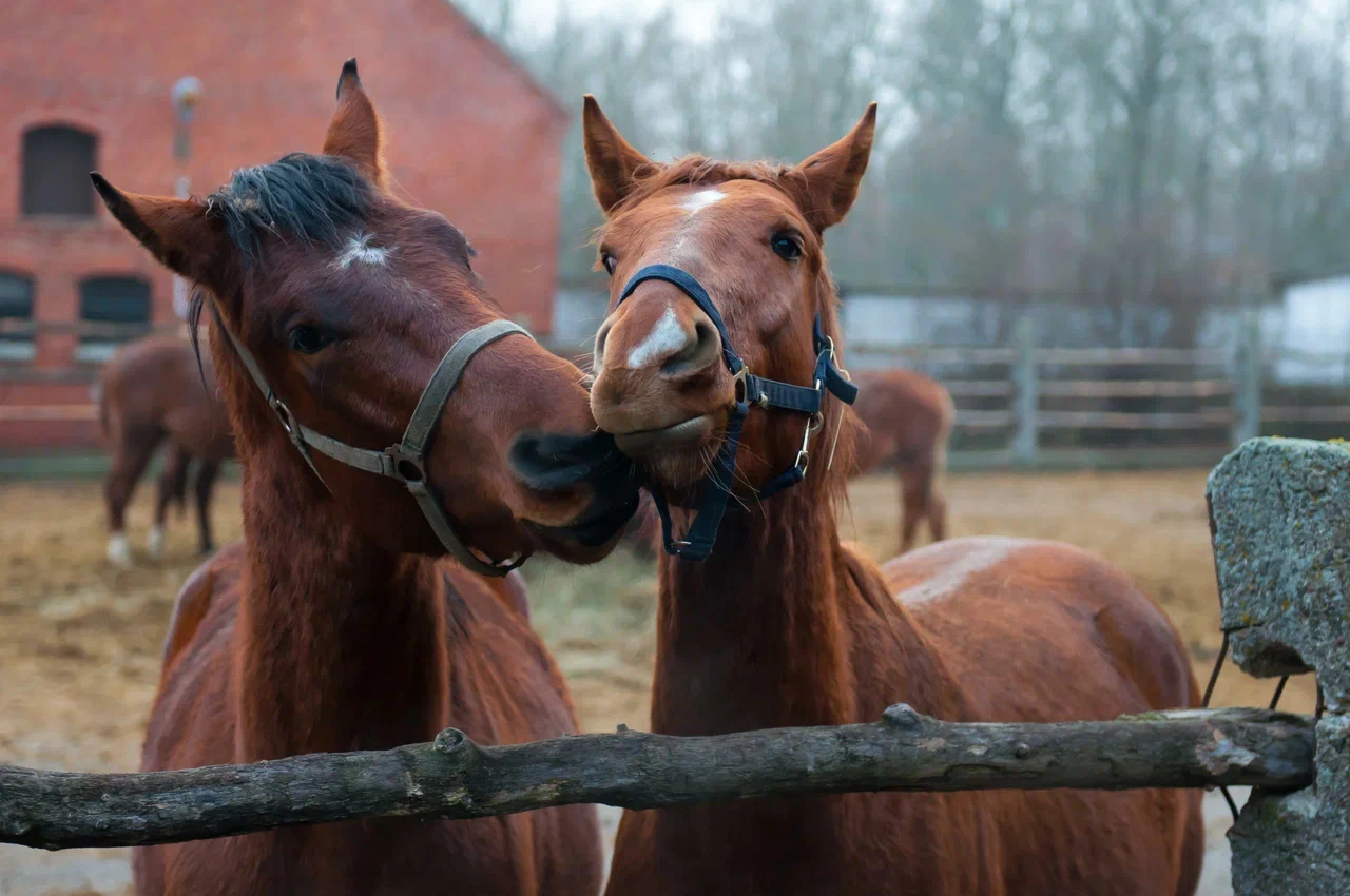 Мастер-класс по общению с лошадью Мастер-класс по общению с лошадью со скидкой 41%
