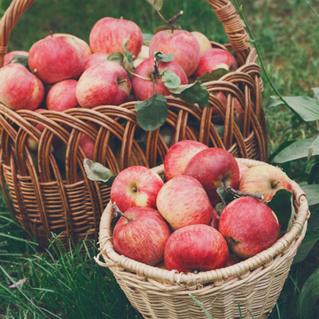 Двухдневный тур «Яблоневые сады Псковского края» Двухдневный тур «Яблоневые сады Псковского края»