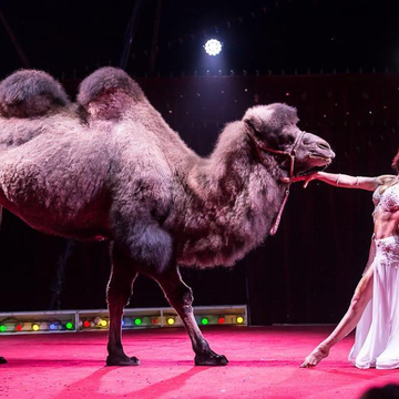 Шоу «Новогодняя ёлка в Цирке» со скидкой 30%