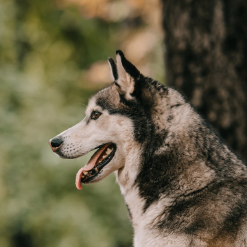 Отдых на природе: от сусликов до хаски