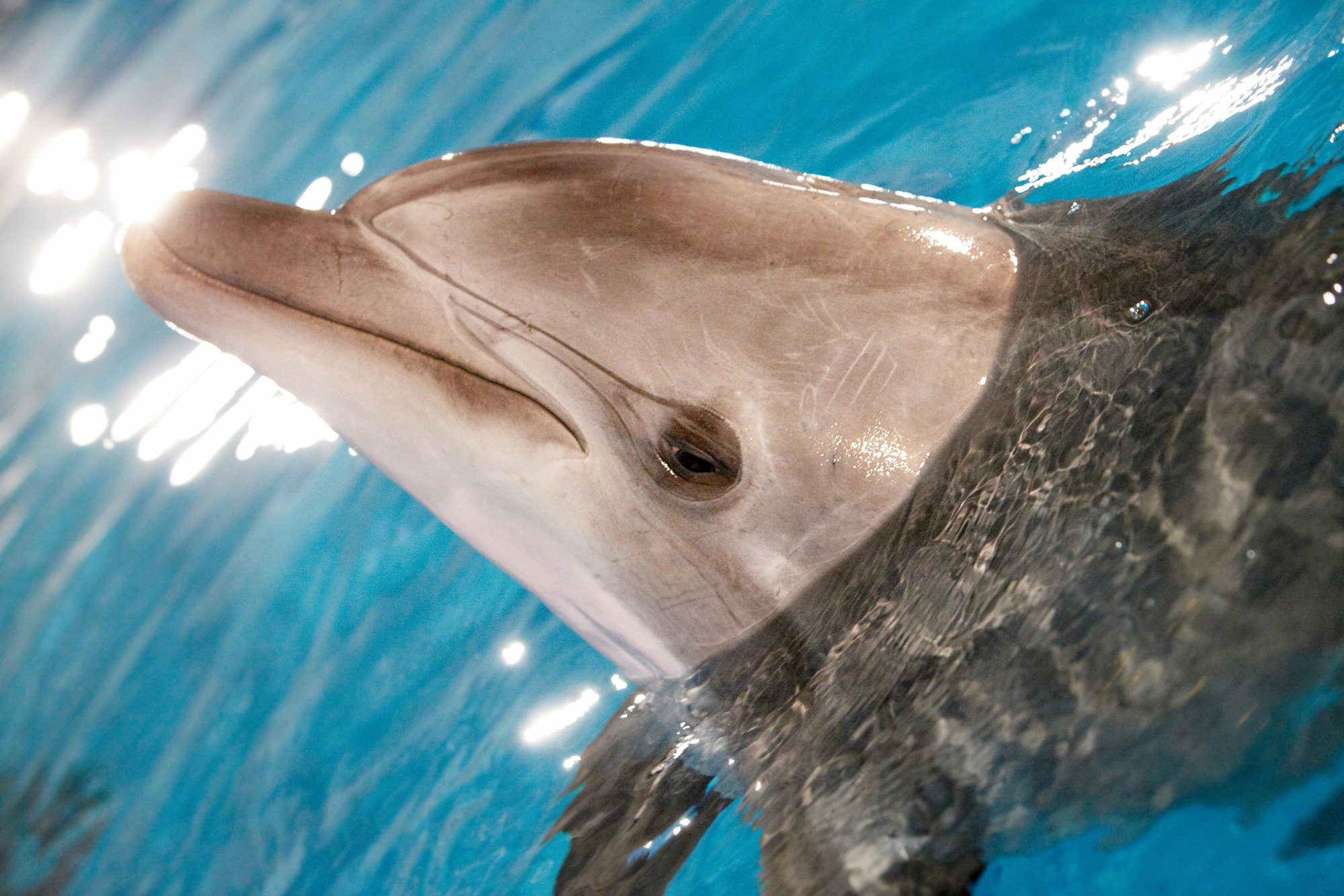 Экскурсия по дельфинарию на Большом Утрише со скидкой до 20%