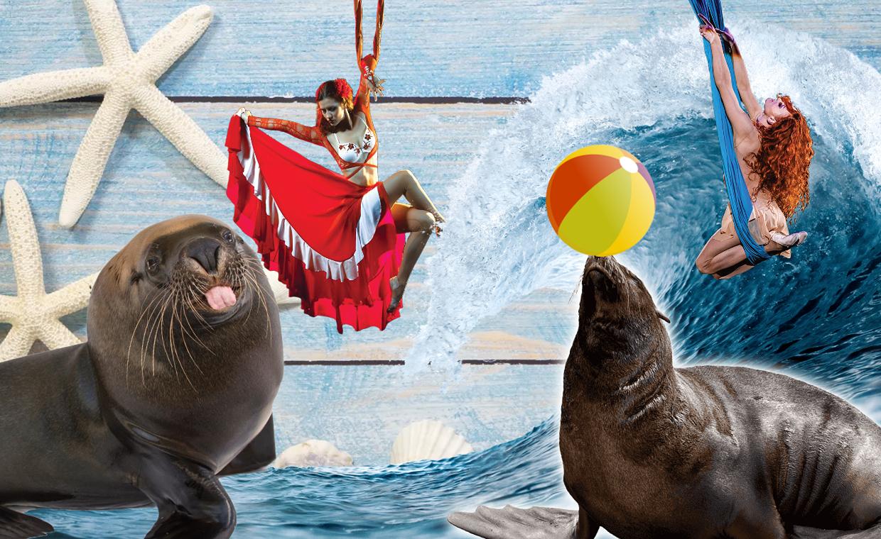 Шоу «Шоу морских котиков» со скидкой 30%