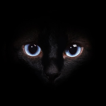 Спектакль «Кошка, которая гуляла сама по себе» со скидкой 40%