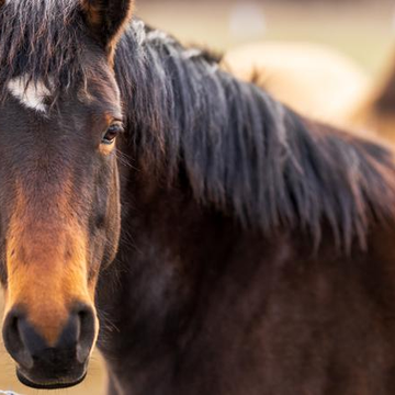 Двухчасовая конная прогулка со скидкой 50%
