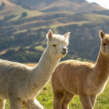 Автобусная экскурсия «Ферма альпак»