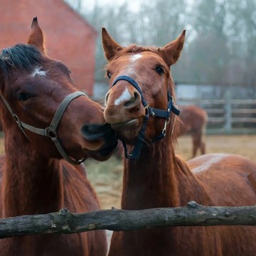 Мастер-класс по общению с лошадью Мастер-класс по общению с лошадью со скидкой 41%