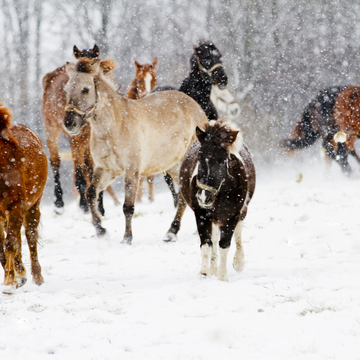 Прогулка на лошадях и пони в конном клубе «Гвардия» со скидкой до 58%
