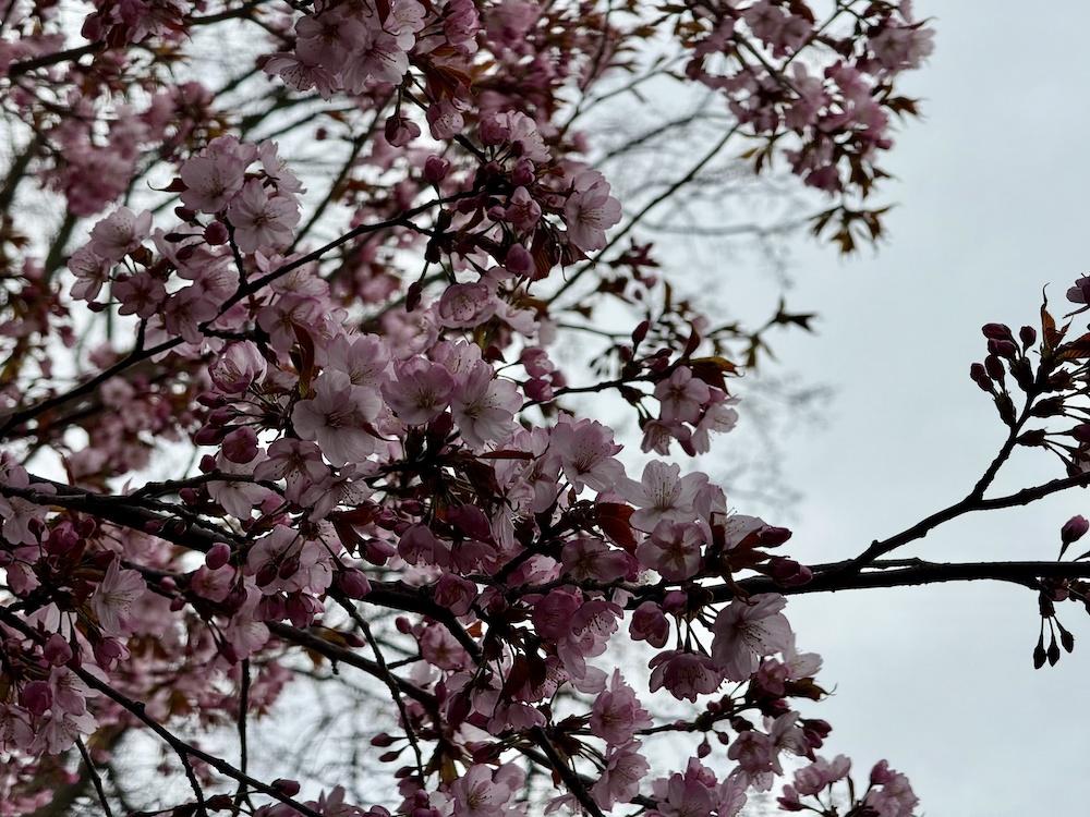 Сакура в Москве: первой зацвела сакура в Аптекарском огороде