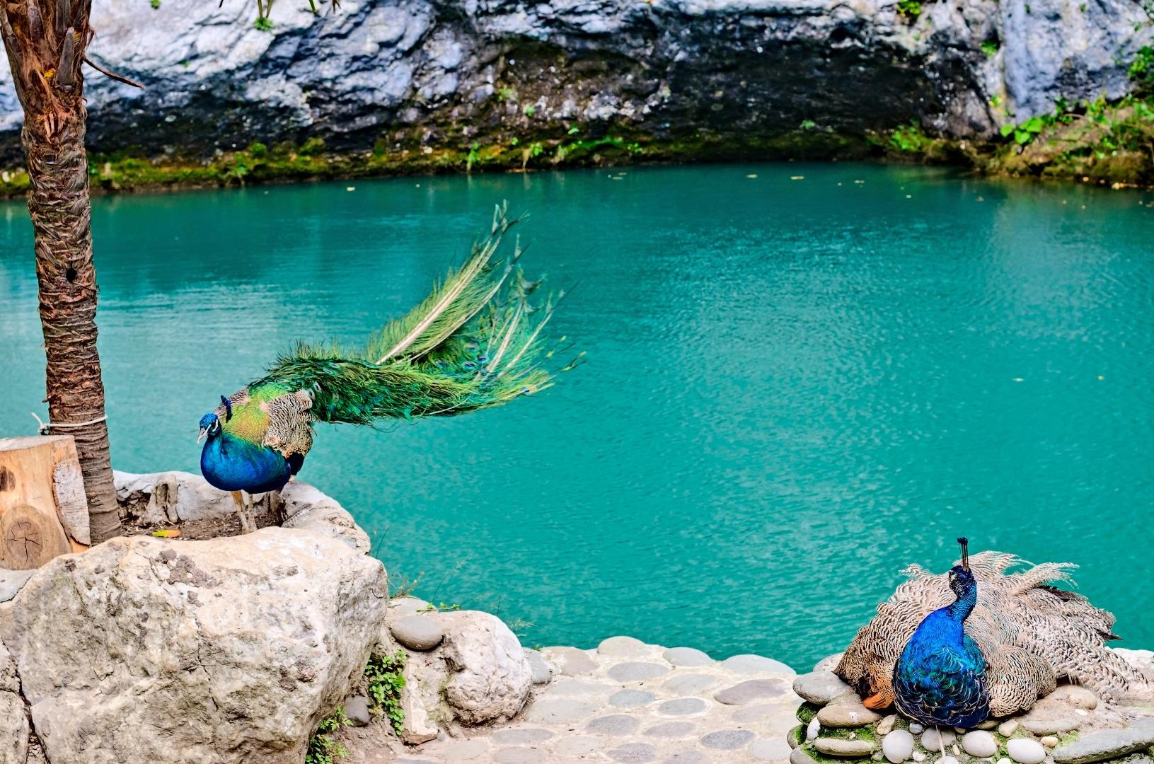 Джип-тур в Абхазию на Гегский водопад с посещением озера Рица