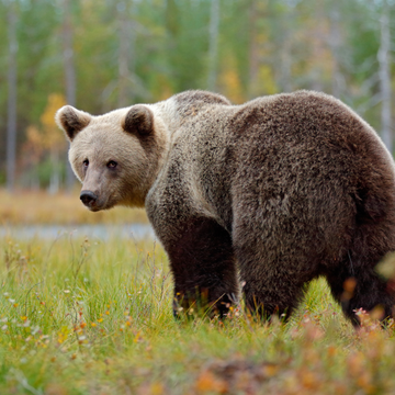 Автобусная экскурсия «Медвежий праздник в Стране Вису» со скидкой 25%