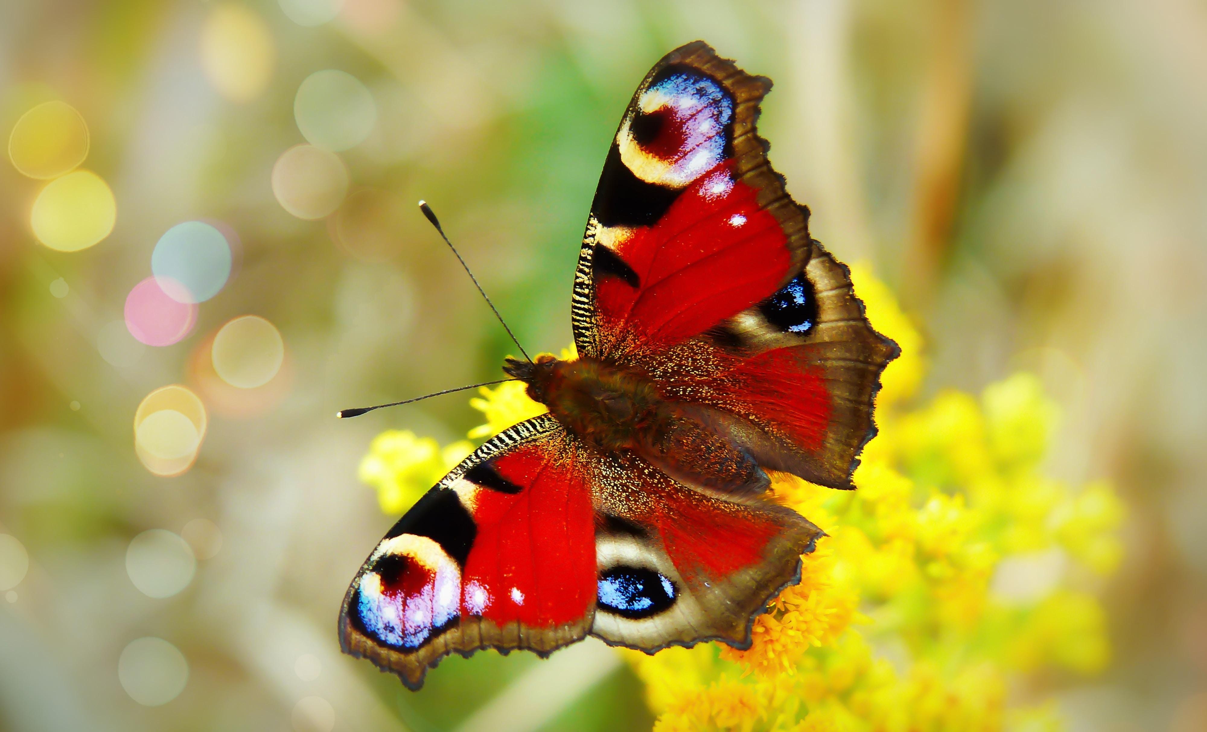 Посещение парка живых тропических бабочек Butterfly Garden со скидкой до 52%