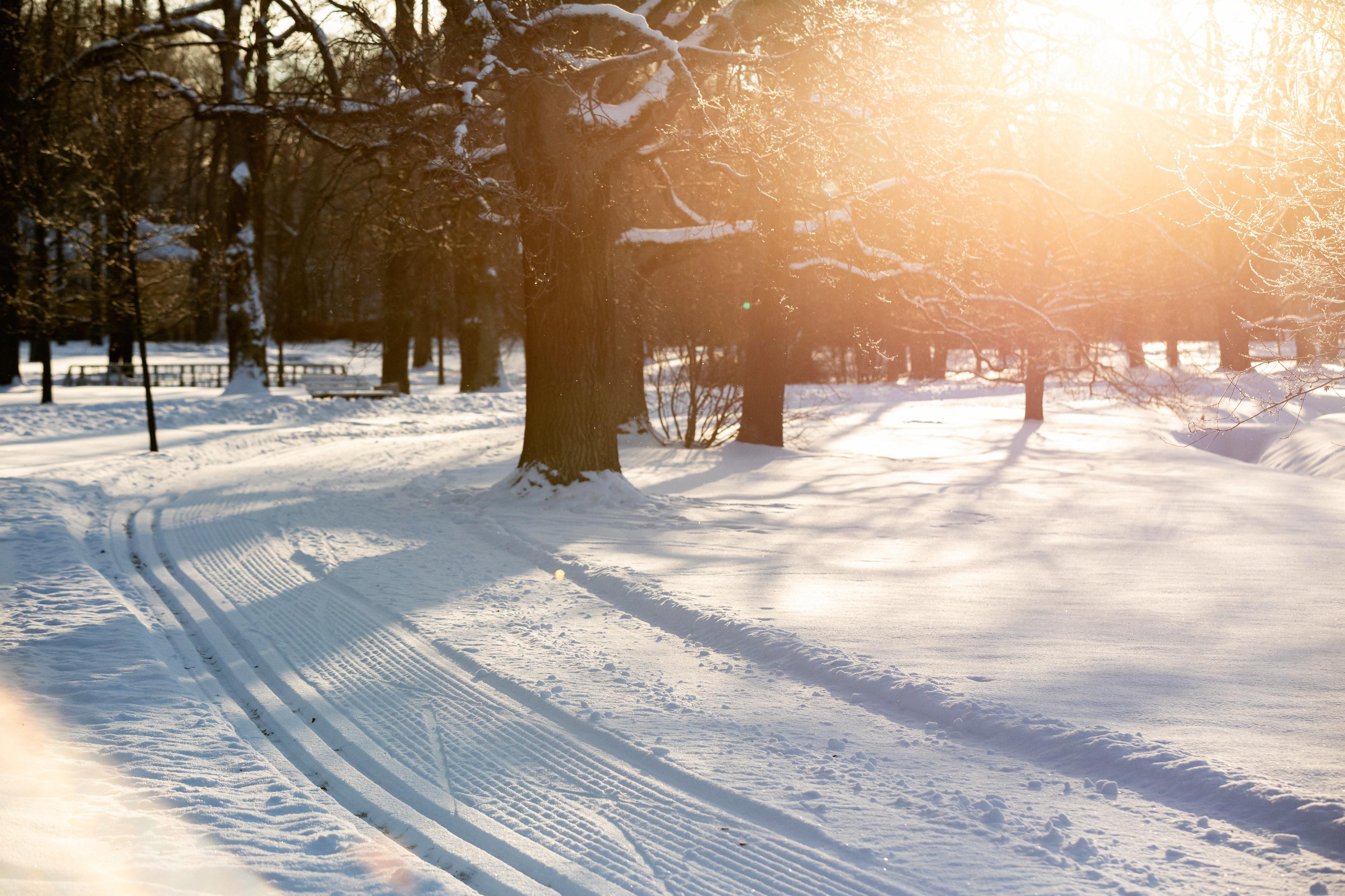 В Петергофе проложили 4 бесплатные лыжные трассы