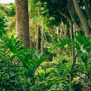 Экскурсия «Джунгли Дагестана: Самурский лес и Лунь»