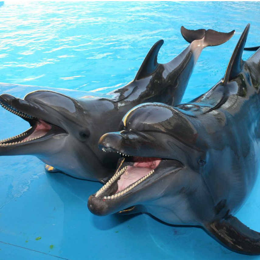 Посещение шоу дельфинов KUPCHINO 