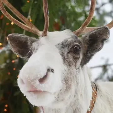Посещение «Городской фермы» на ВДНХ в будни со скидкой 20%
