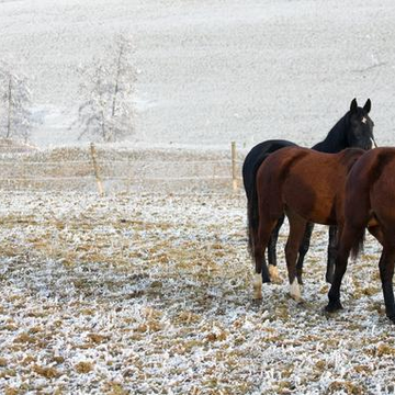 Конная прогулка с инструктажем в Адлере