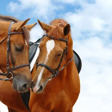 Тренировка по верховой езде со скидкой 50%