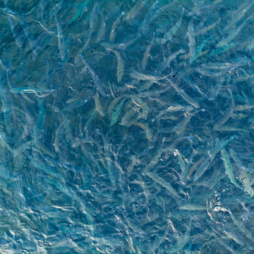 Индивидуальная экскурсия на осетровую ферму со скидкой 20%