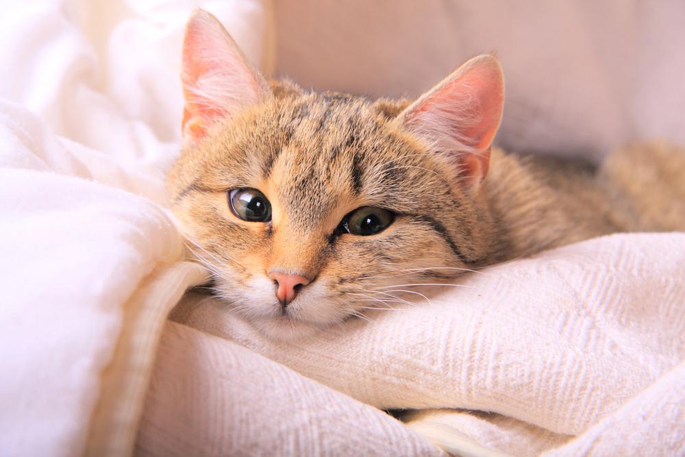 Котокафе «Котя-Мотя»