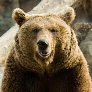 Экскурсия в сафари-парк с посещением бухты Стеклянная Экскурсия в сафари-парк с посещением бухты Стеклянная со скидкой 20%