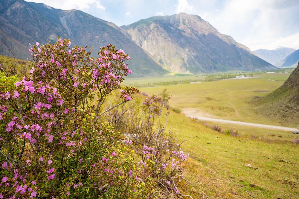 «Цветение маральника»: фестиваль в Алтайском крае 1 мая 2026